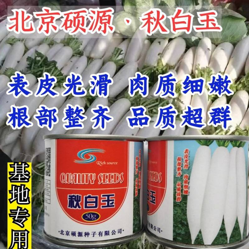 白玉萝卜种子北京硕源纯白皮白肉萝卜种子基地专用高品质