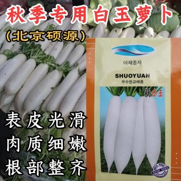 【基地专用】秋季白玉萝卜种子白皮白肉高纯度萝卜种子