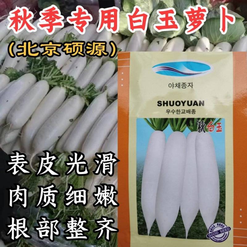 【基地专用】秋季白玉萝卜种子白皮白肉高纯度萝卜种子