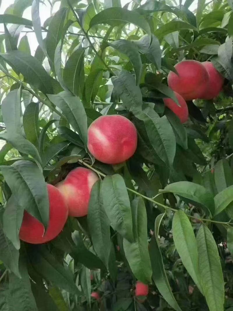 蜜桃
