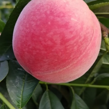 蜜桃