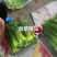 河北省昌黎县精品汉中韭苔开始上市了欢迎来电