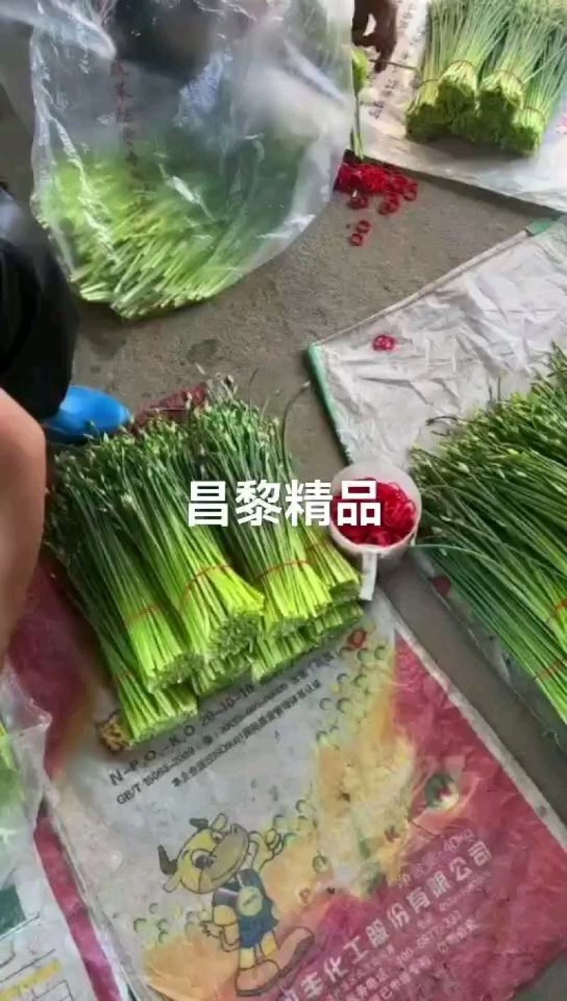 河北省昌黎县精品汉中韭苔开始上市了欢迎来电