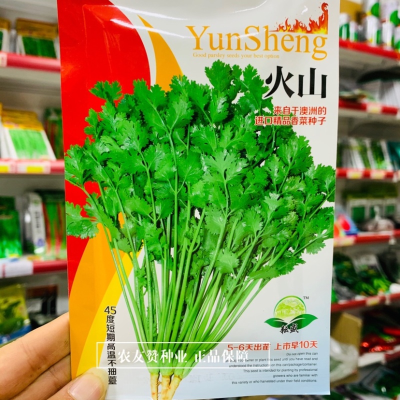 澳洲进口精品香菜种子火山香菜种籽45度短期高温不抽薹
