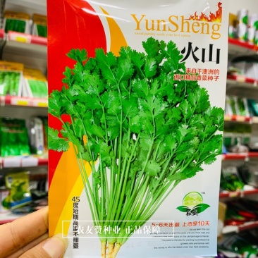 澳洲进口精品香菜种子火山香菜种籽45度短期高温不抽薹