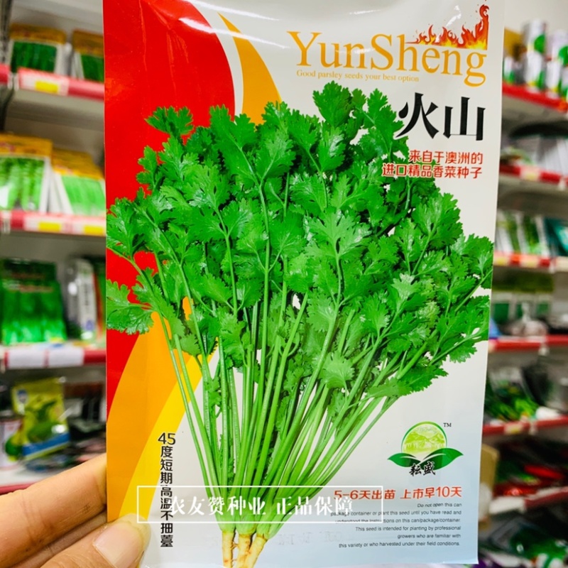 澳洲进口精品香菜种子火山香菜种籽45度短期高温不抽薹