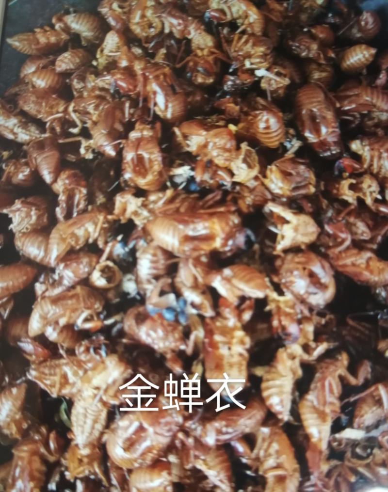 金蝉衣，蝉蜕，知了壳，知了皮，知了猴干净无杂