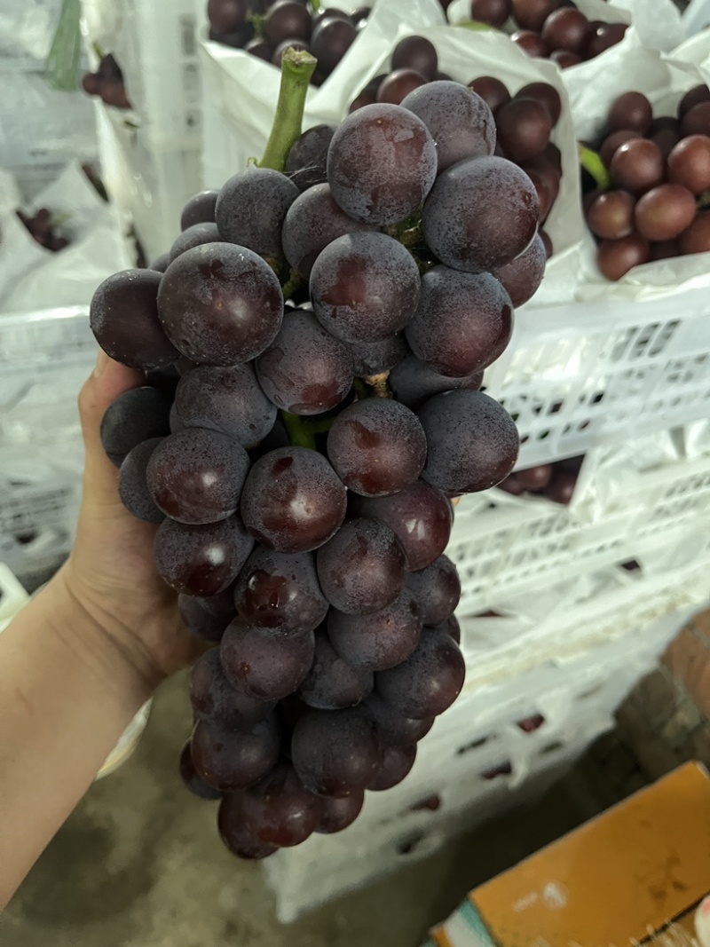 精品夏黑，颗粒大，串紧凑，3斤以上，产地直供
