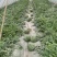 大棚西瓜美都西瓜质量可靠果型周正皮薄皮色漂亮
