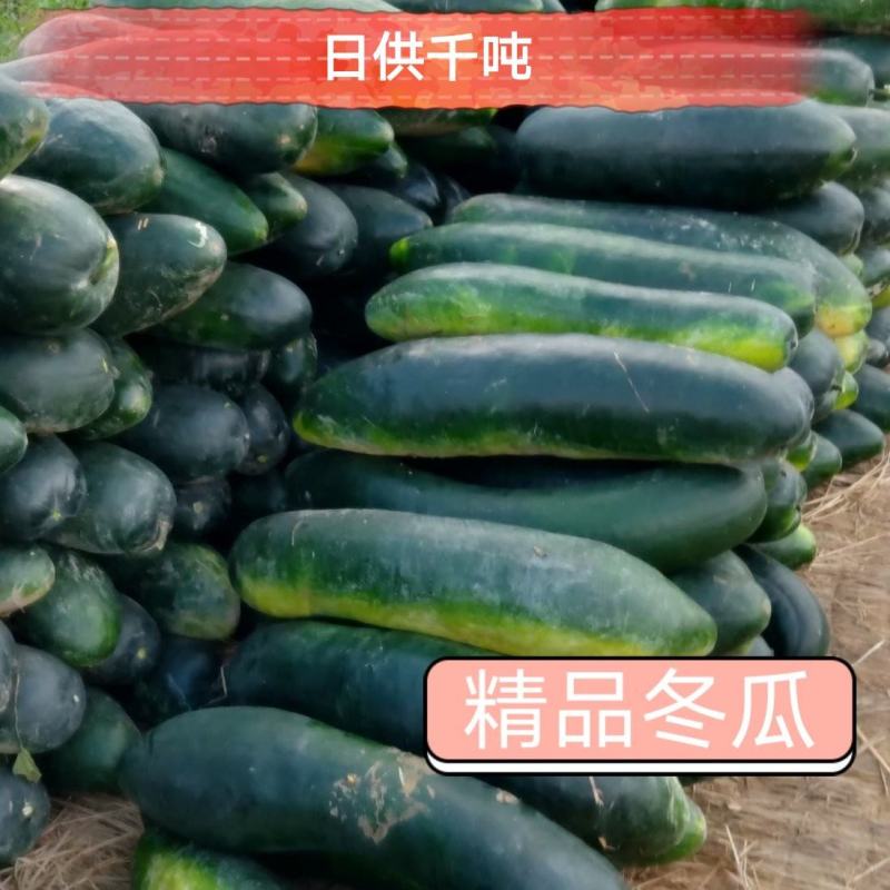 冬瓜次品冬瓜加工厂货产地直销一手货源支持视频看货全国代发
