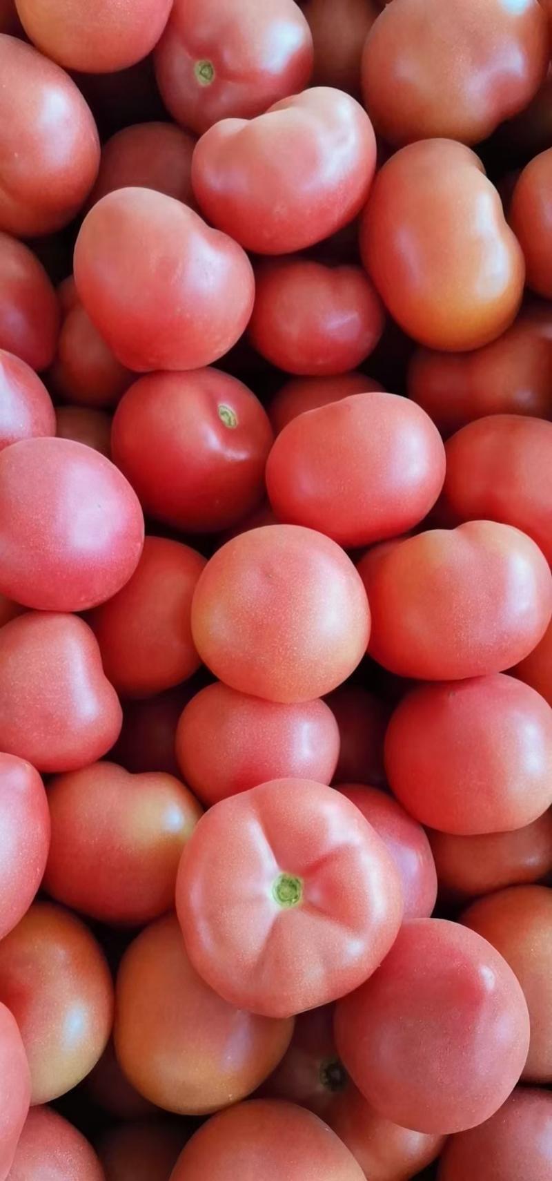 西红柿产地直发代发全国，欢迎客商来电咨询采购