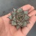 白和锦多肉植物防辐射花卉迷你多肉组合盆栽好养