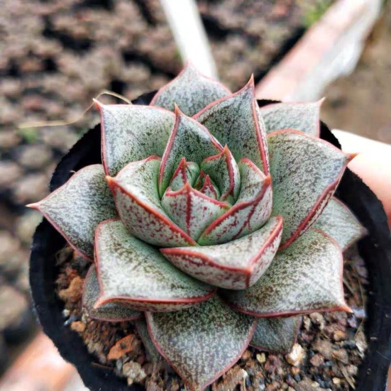 白和锦多肉植物防辐射花卉迷你多肉组合盆栽好养