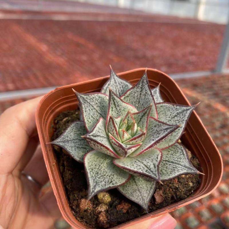 白和锦多肉植物防辐射花卉迷你多肉组合盆栽好养