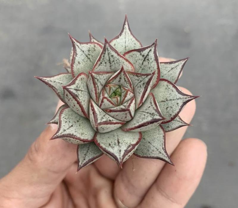 白和锦多肉植物防辐射花卉迷你多肉组合盆栽好养