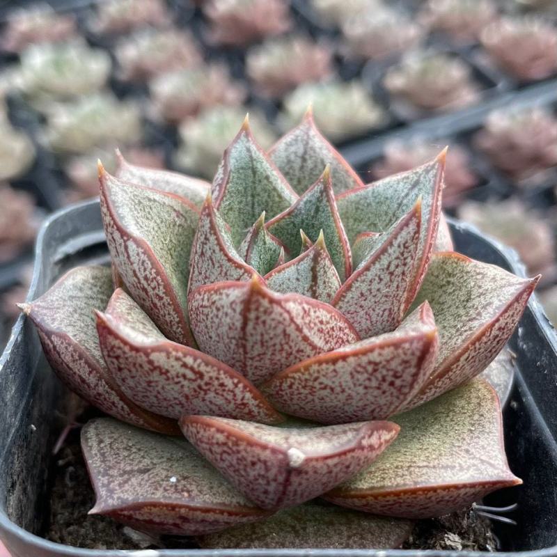 白和锦多肉植物防辐射花卉迷你多肉组合盆栽好养
