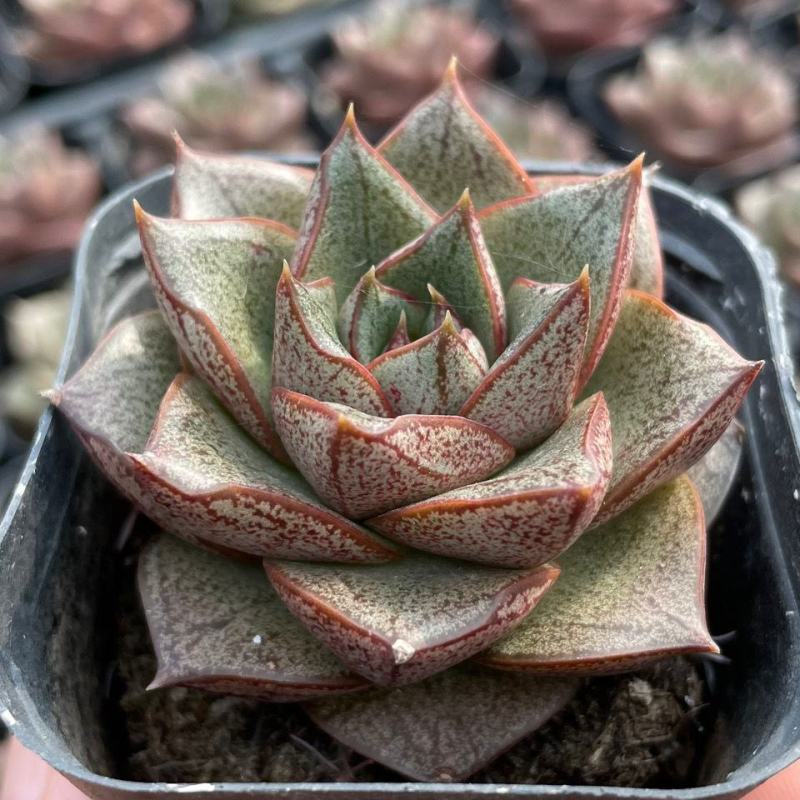 白和锦多肉植物防辐射花卉迷你多肉组合盆栽好养