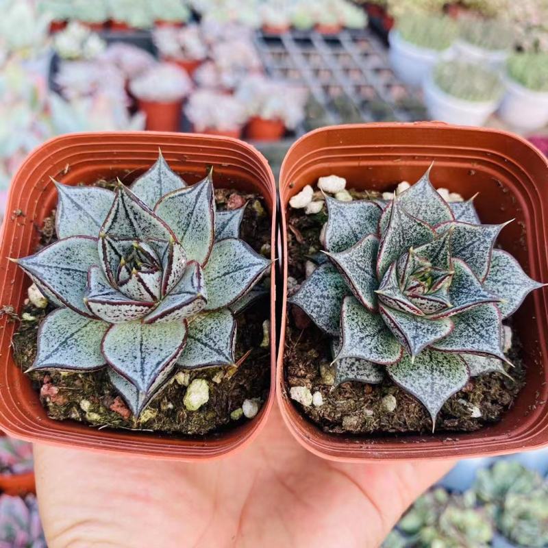 白和锦多肉植物防辐射花卉迷你多肉组合盆栽好养