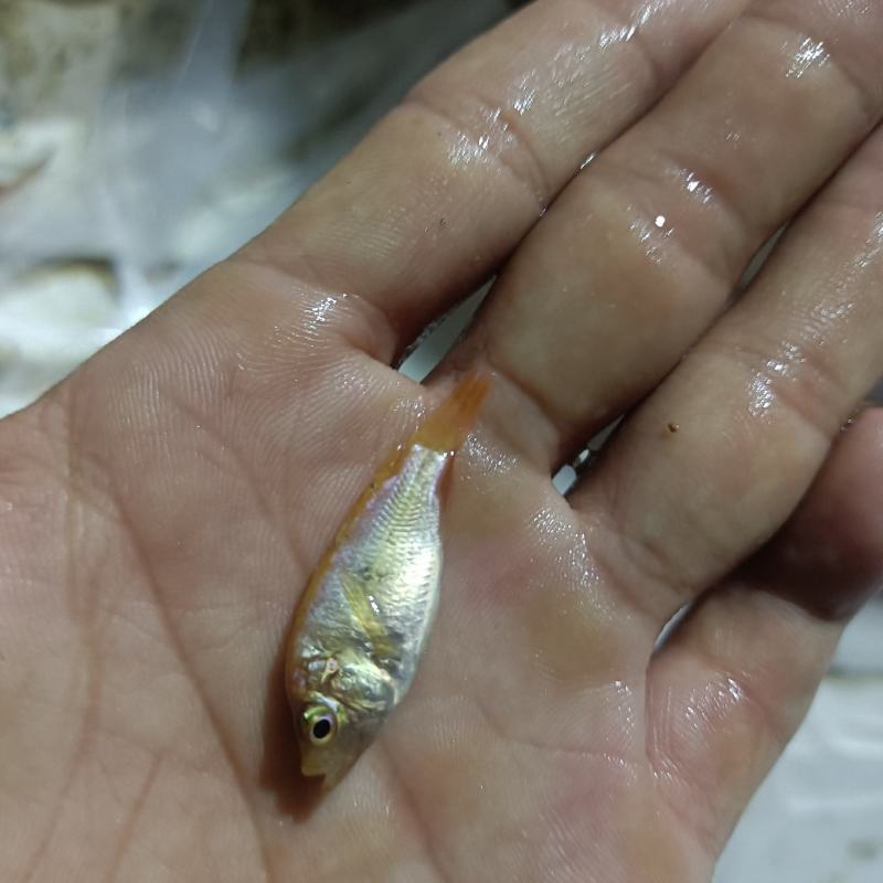 红罗非