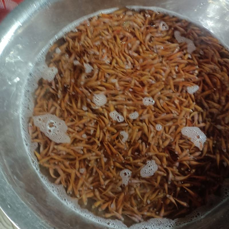 红罗非