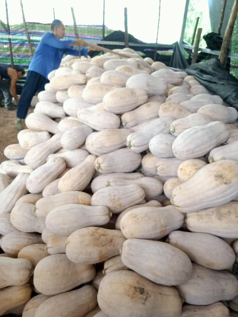 蜜本南瓜，万亩精品南瓜，基地自销，质优量大，发货速度
