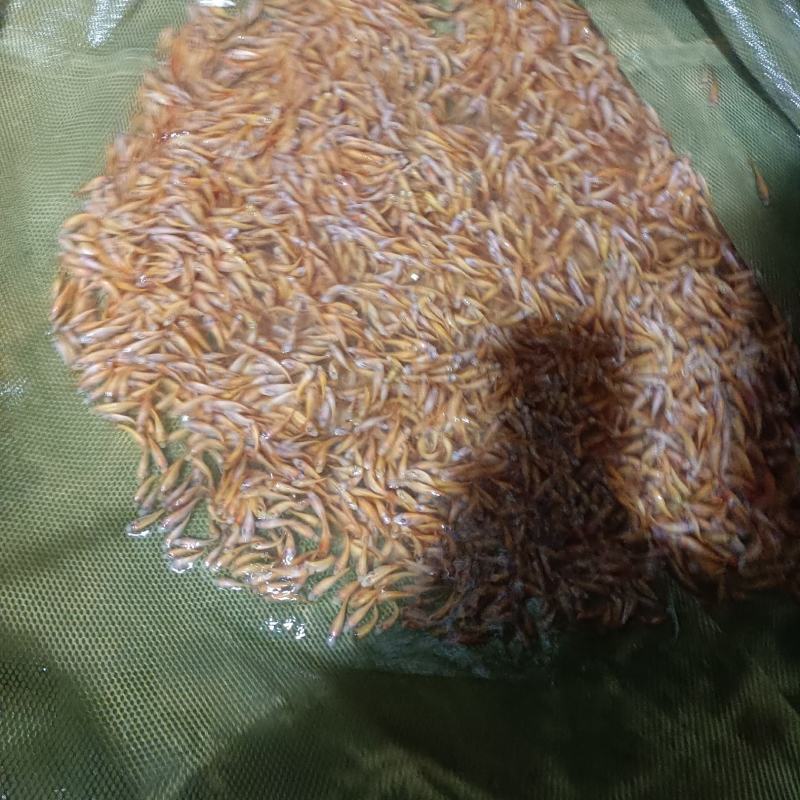 红罗非