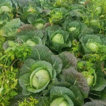 牛心甘蓝（牛心甘蓝铁头带尖假牛心甘南）