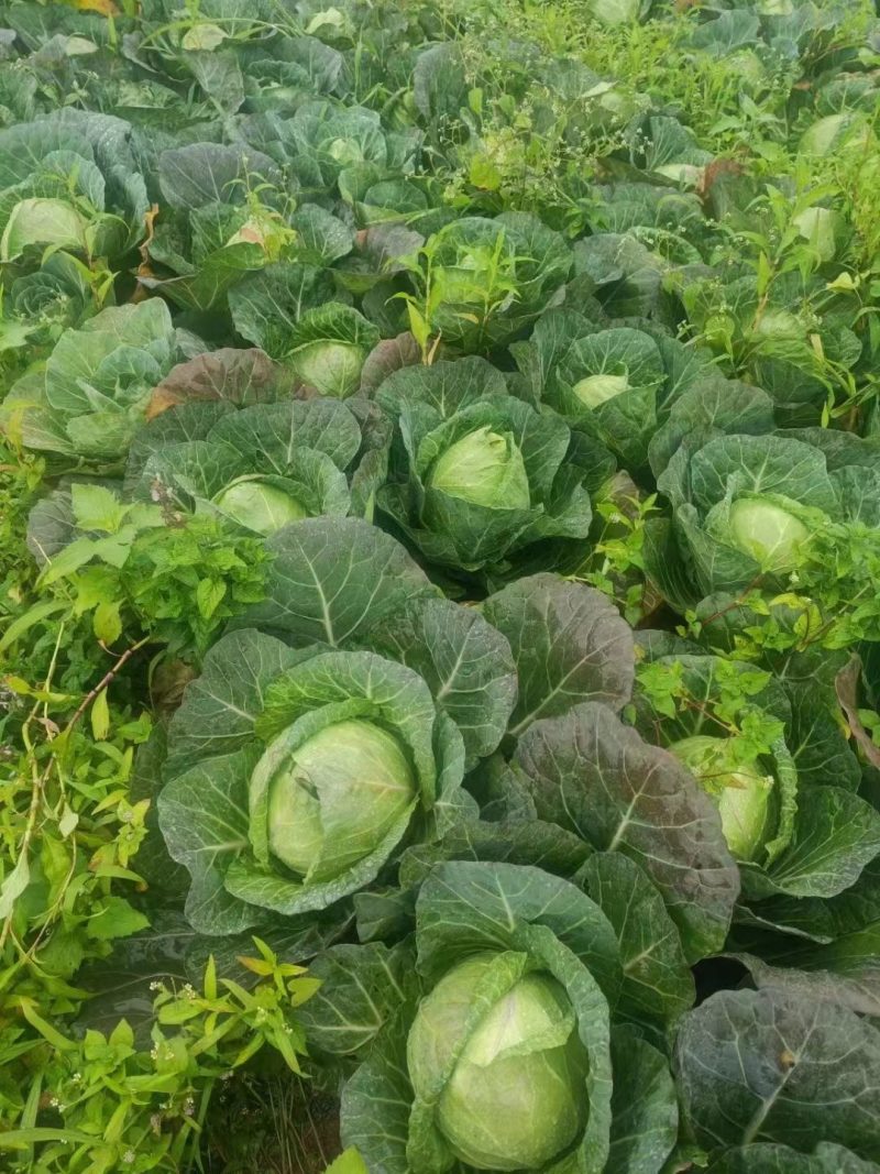 牛心甘蓝（牛心甘蓝铁头带尖假牛心甘南）