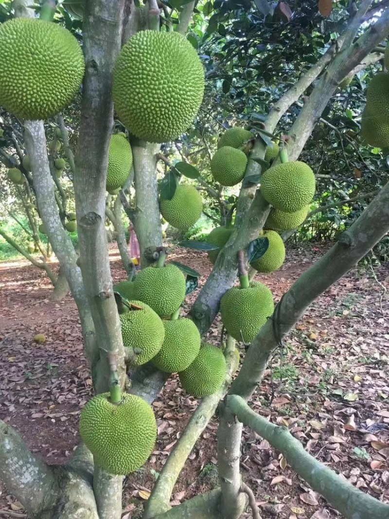 菠萝，菠萝蜜，珍珠菠萝蜜，无胶菠萝蜜，干包，蜂蜜甜