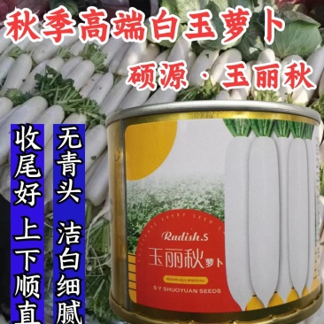 【高端】白玉萝卜种子硕源玉丽秋，上下顺直洁白无毛