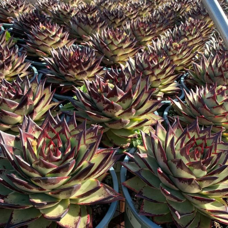 乌木多肉多肉植物盆栽带盆栽好精品乌木可爱美丽多肉肉肉植物