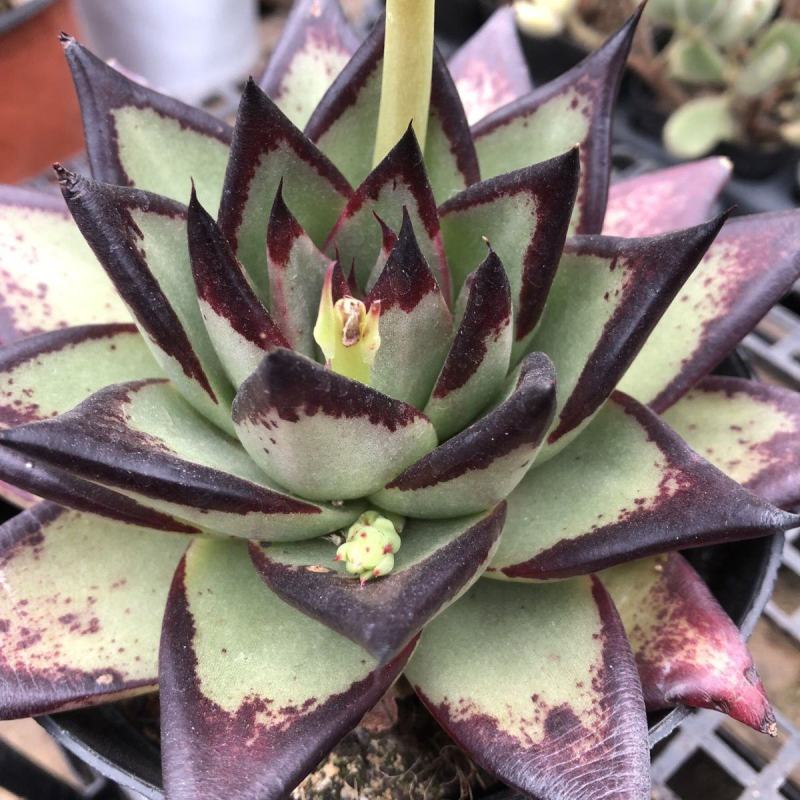 乌木多肉多肉植物盆栽带盆栽好精品乌木可爱美丽多肉肉肉植物