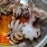 盐柔八爪鱼，脆口不缩水，餐厅大排档，电商都合适用