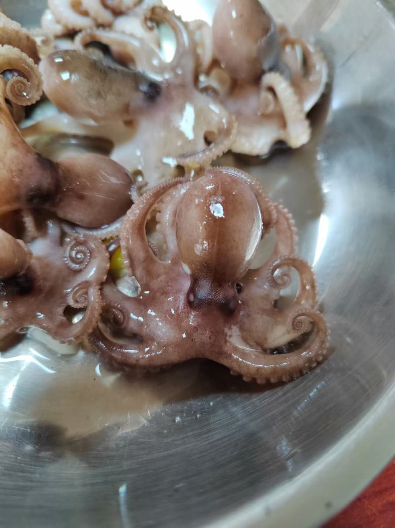 盐柔八爪鱼，脆口不缩水，餐厅大排档，电商都合适用