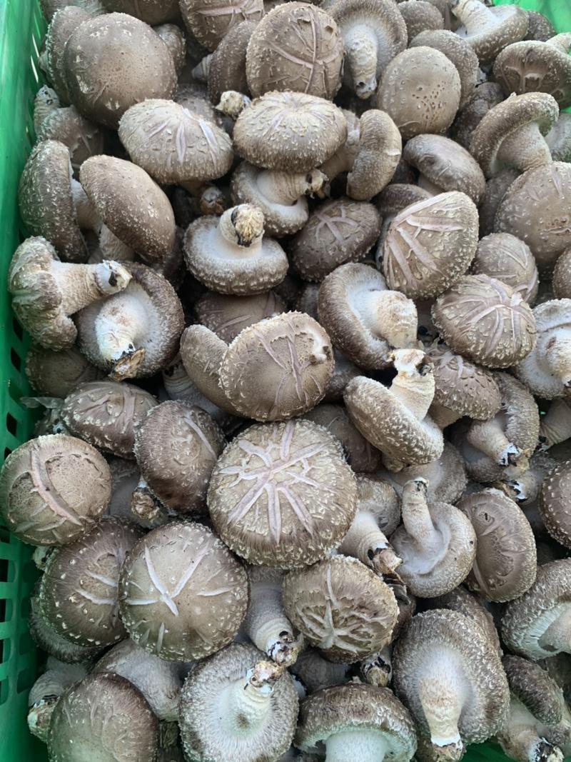 鲜香菇花菇光面中港包装水菇