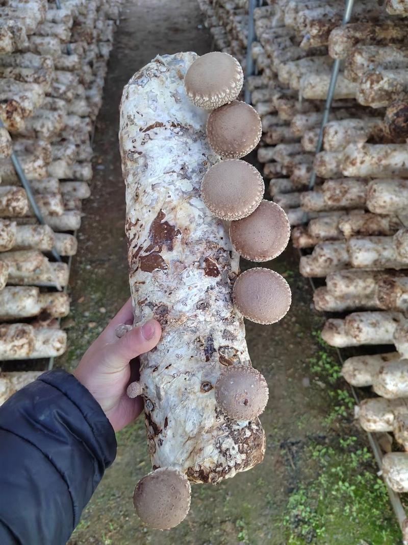 鲜香菇花菇光面中港包装水菇