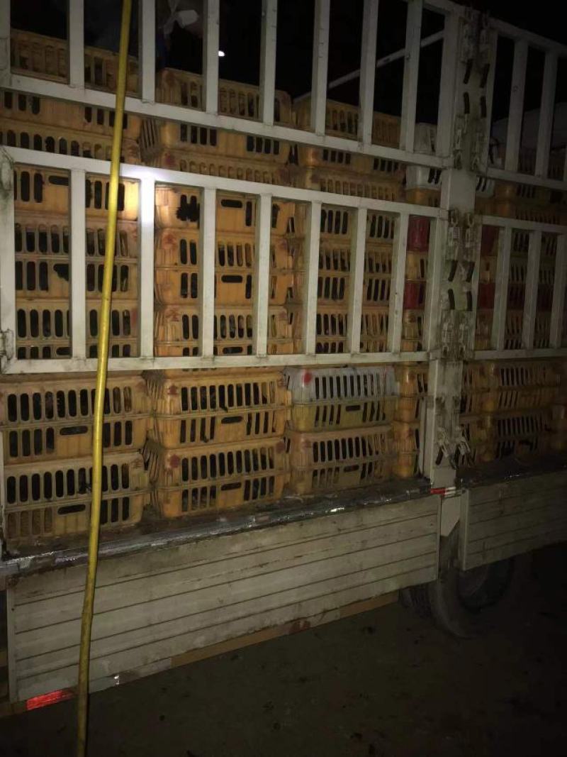 五黑鸡批发
