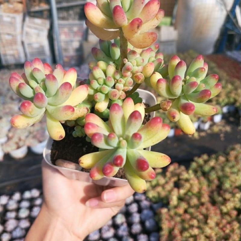 室内懒人乙女心多肉植物办公室阳台招财精品绿植花卉