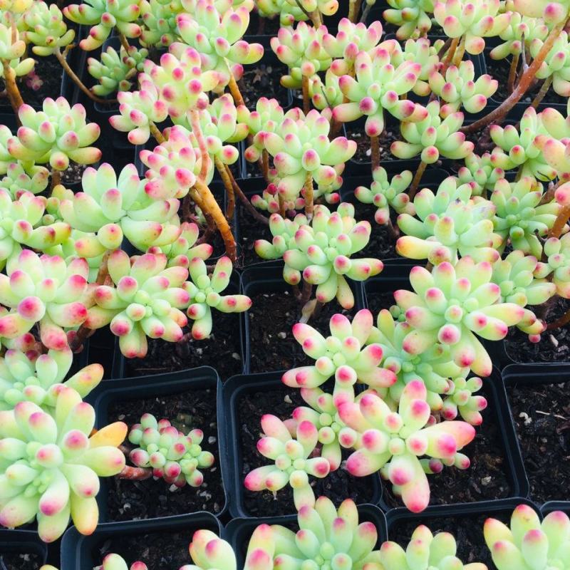 室内懒人乙女心多肉植物办公室阳台招财精品绿植花卉