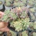室内懒人乙女心多肉植物办公室阳台招财精品绿植花卉