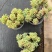 室内懒人乙女心多肉植物办公室阳台招财精品绿植花卉