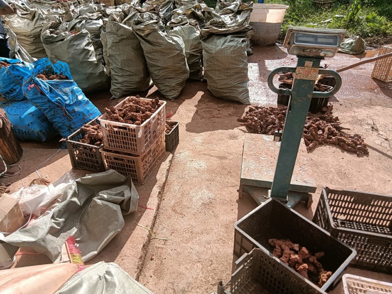 土茯苓云南白肉大土3公量以上野生大土