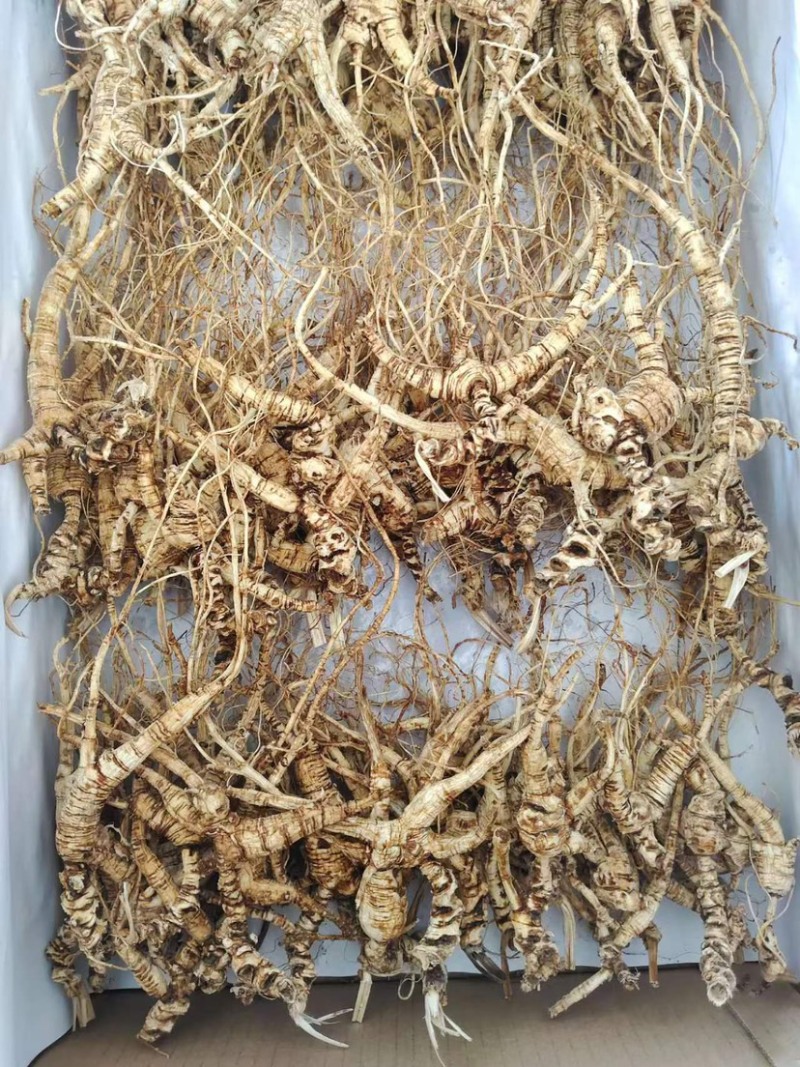 野山参40年生野山参老残枝干品可煲汤泡茶切片