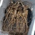 野山参40年生野山参老残枝干品可煲汤泡茶切片