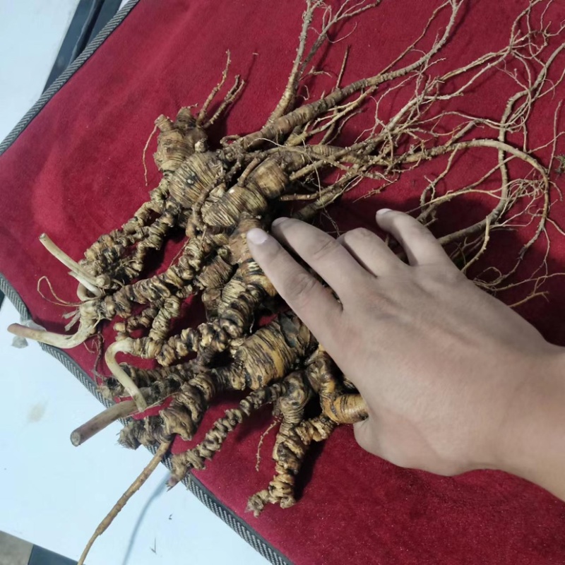 鲜参保鲜人参保证质量量大从优活性成分高吸收好