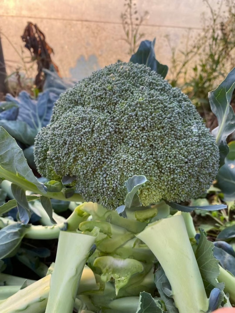 代育耐寒优秀西兰花苗加工费1毛一颗