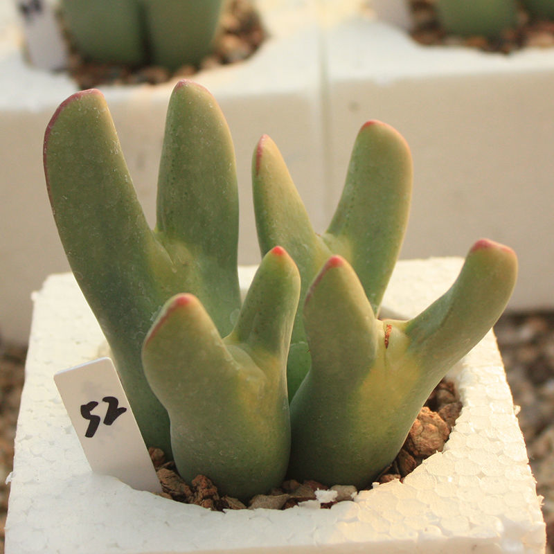 蟹钳多肉植物口笛多头肉锥生石花室内阳台新款稀有贵货