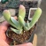 蟹钳多肉植物口笛多头肉锥生石花室内阳台新款稀有贵货