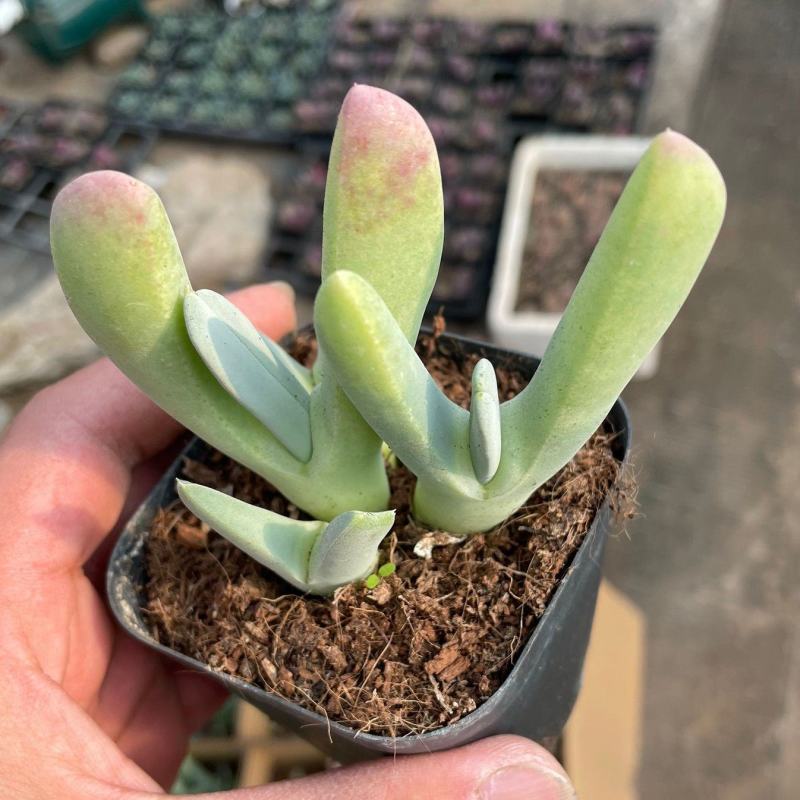 蟹钳多肉植物口笛多头肉锥生石花室内阳台新款稀有贵货