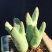 蟹钳多肉植物口笛多头肉锥生石花室内阳台新款稀有贵货